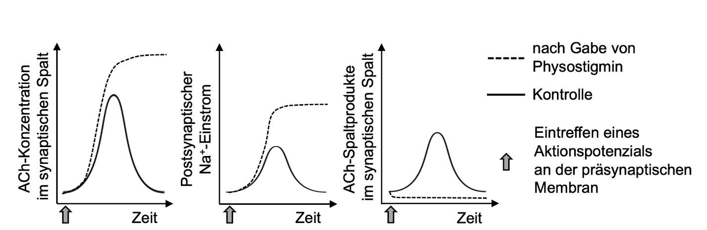 Drei Diagramme: ACh-Konzentration, postsynaptischer Na+-Einstrom und Spaltprodukte über Zeit; Kontrolle (voll) vs. Physostigmin (gestrichelt)